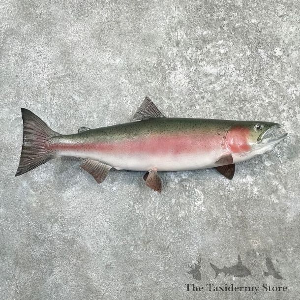 Rainbow Trout Fish Mount For Sale #27242 @ The Taxidermy Store