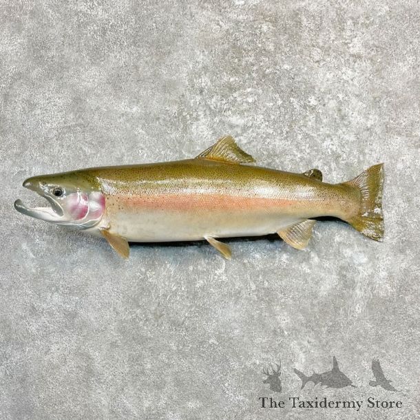 Rainbow Trout Fish Mount For Sale #27263 @ The Taxidermy Store