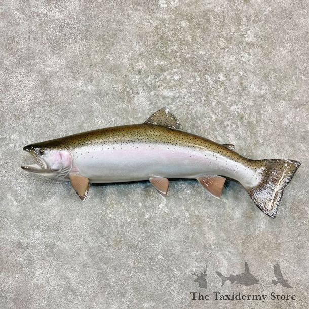 Rainbow Trout Fish Mount For Sale #27264 @ The Taxidermy Store