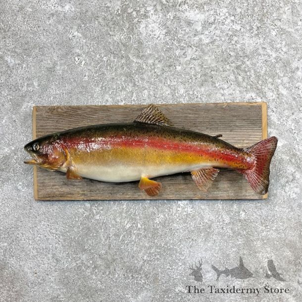 Rainbow Trout Fish Mount For Sale #27455 @ The Taxidermy Store