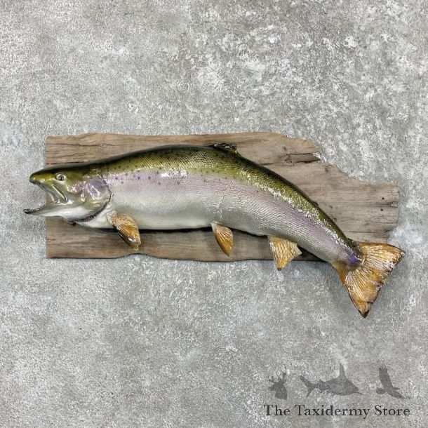 Rainbow Trout Fish Mount For Sale #27461 @ The Taxidermy Store