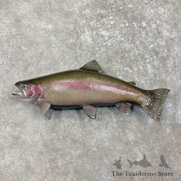 Rainbow Trout Fish Mount For Sale #27539 @ The Taxidermy Store