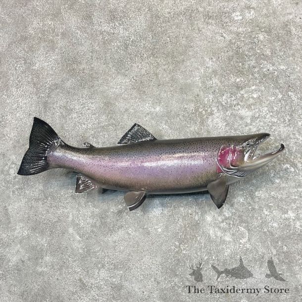 Rainbow Trout Fish Mount For Sale #27619 @ The Taxidermy Store