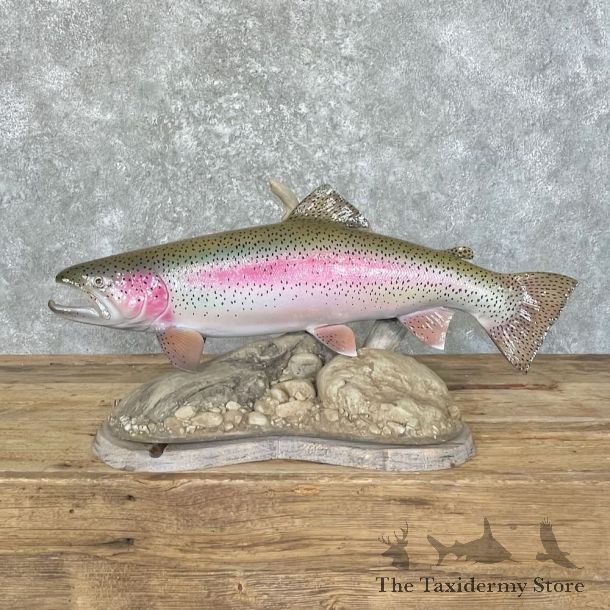 Rainbow Trout Fish Mount For Sale #27741 @ The Taxidermy Store
