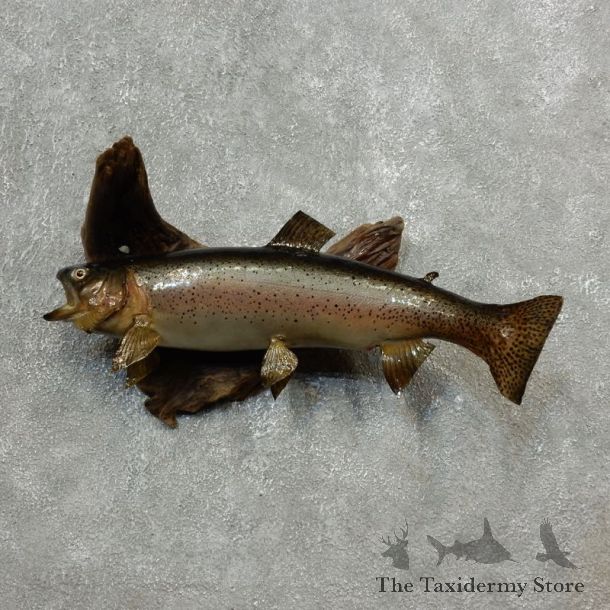 Rainbow Trout Fish Mount For Sale #17778 @ The Taxidermy Store