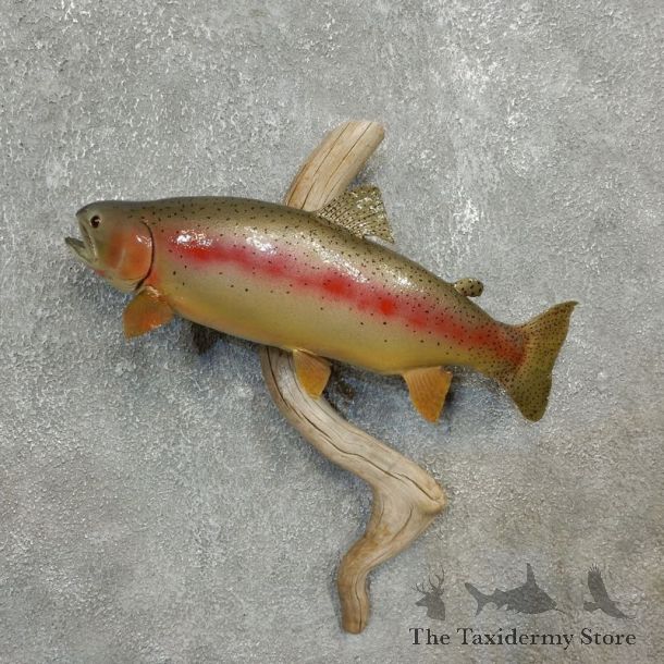 Rainbow Trout Fish Mount For Sale #17783 @ The Taxidermy Store