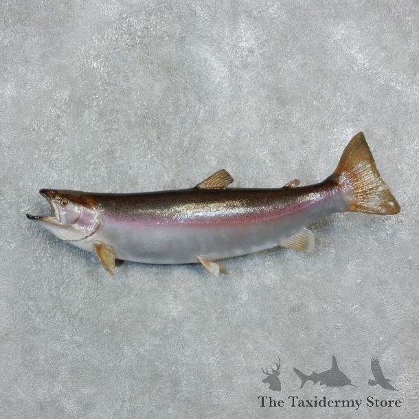 Rainbow Trout Fish Mount For Sale #18240 @ The Taxidermy Store