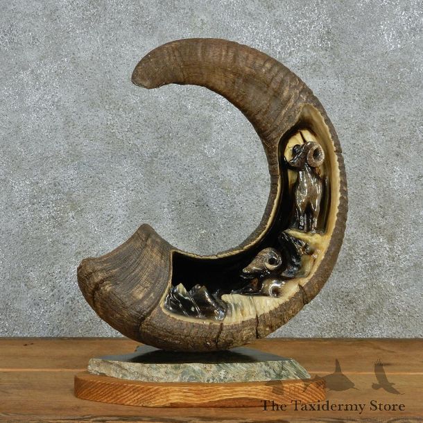 Ram Horn Carving #12947 For Sale @ The Taxidermy Store