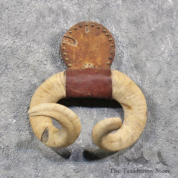 Leather Ram Horn Plaque #11613 - For Sale @ The Taxidermy Store