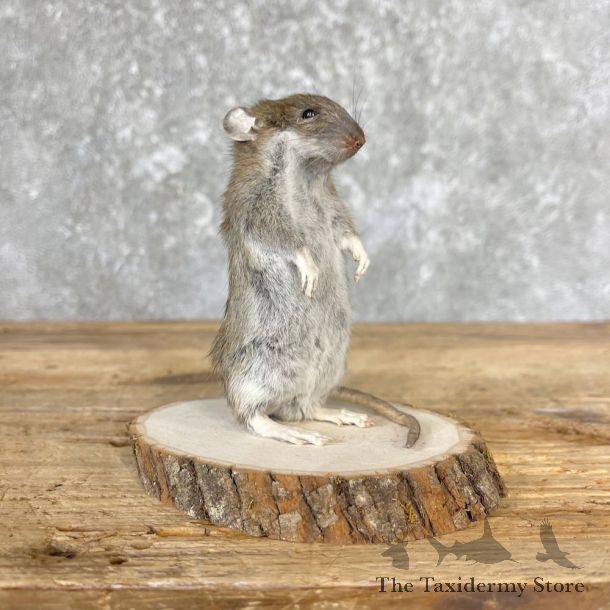 Rat Mount For Sale #26683 @ The Taxidermy Store