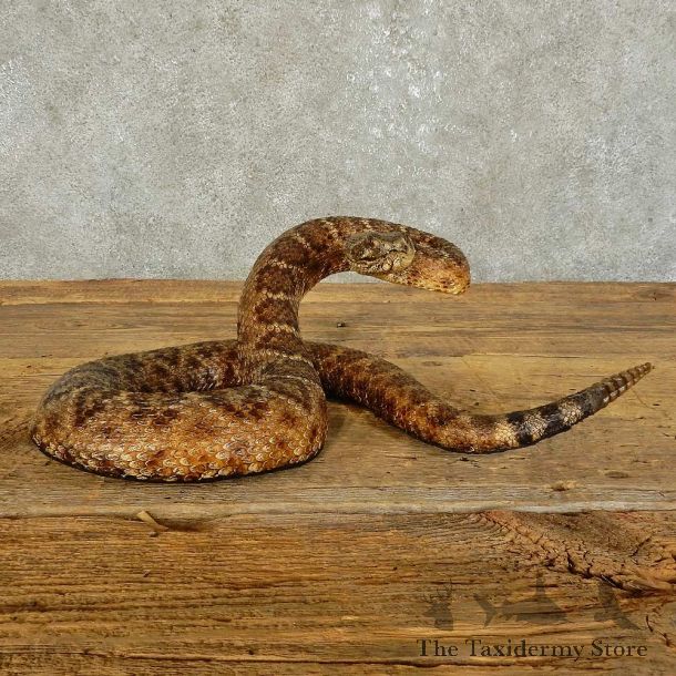 Eastern Diamondback Snake Mount For Sale #15867 @ The Taxidermy Store