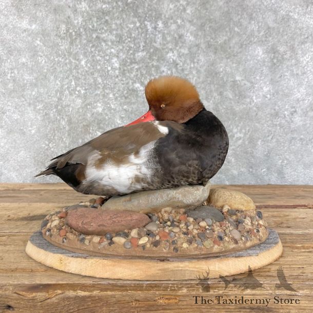 Red-Crested Poached Taxidermy Duck Mount For Sale #26203 @The Taxidermy Store