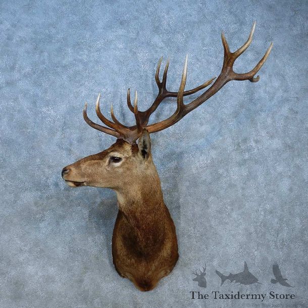 Red Deer Stag Shoulder Mount For Sale #15553 @ The Taxidermy Store