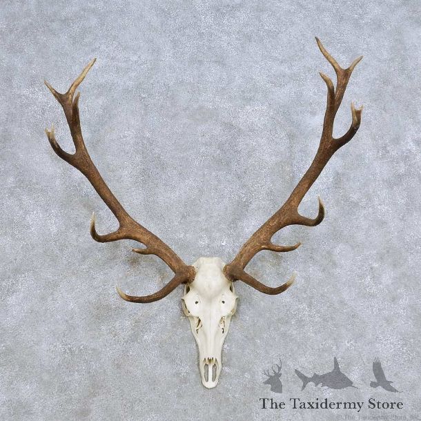 European Red Deer Skull Antler Mount For Sale #14415 @ The Taxidermy Store