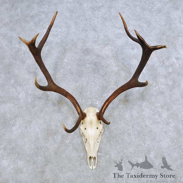 European Red Deer Skull Antler Mount For Sale #14417 @ The Taxidermy Store