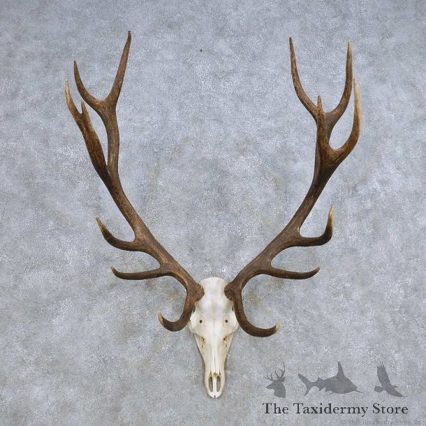 European Red Deer Skull Antler Mount For Sale #14418 @ The Taxidermy Store