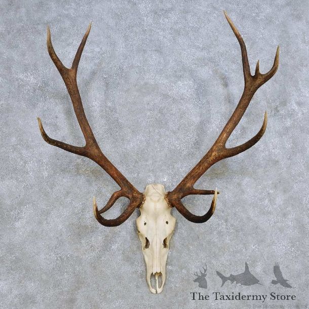 European Red Deer Skull Antler Mount For Sale #14419 @ The Taxidermy Store