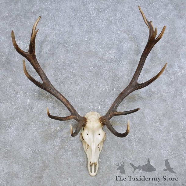 European Red Deer Skull Antler Mount For Sale #14420 @ The Taxidermy Store