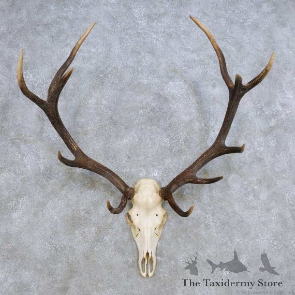 European Red Deer Skull Antler Mount For Sale #14421 @ The Taxidermy Store