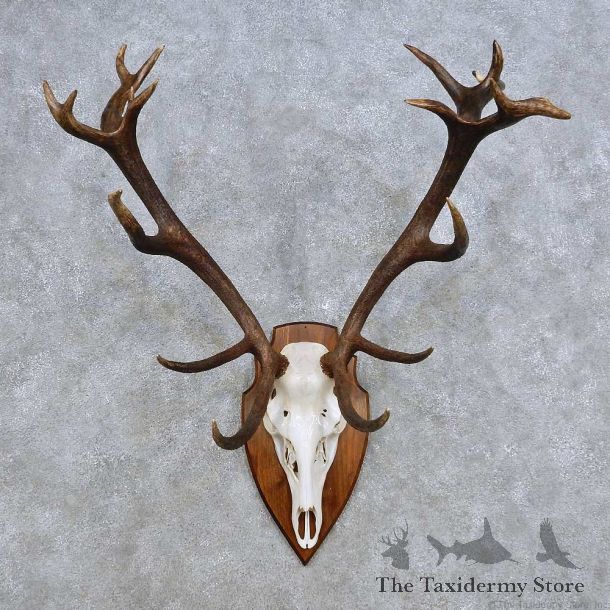 European Red Deer Skull Antler Mount For Sale #14422 @ The Taxidermy Store