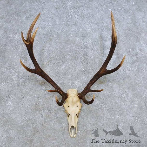European Red Deer Skull Antler Mount For Sale #14423 @ The Taxidermy Store