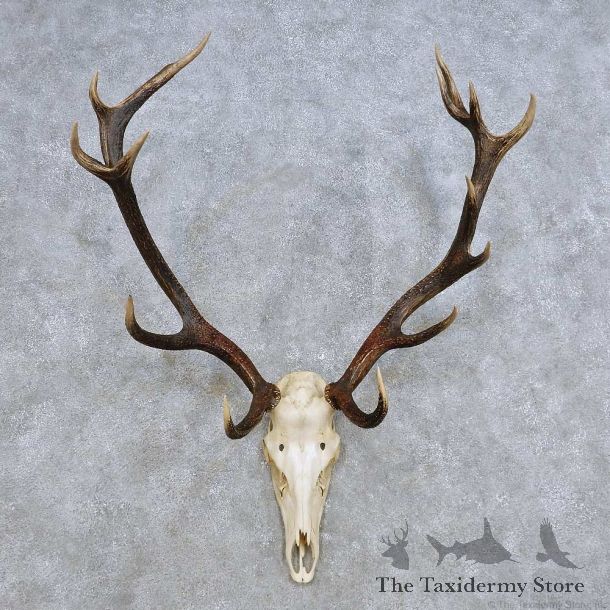 European Red Deer Skull Antler Mount For Sale #14424 @ The Taxidermy Store