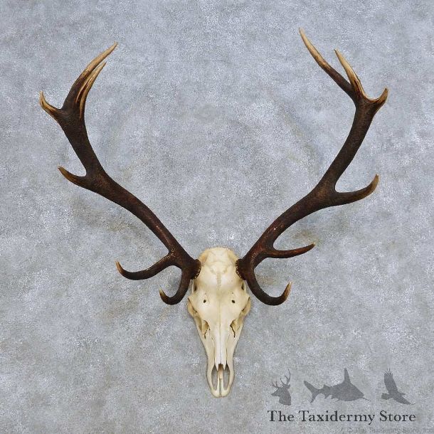 European Red Deer Skull Antler Mount For Sale #14425 @ The Taxidermy Store
