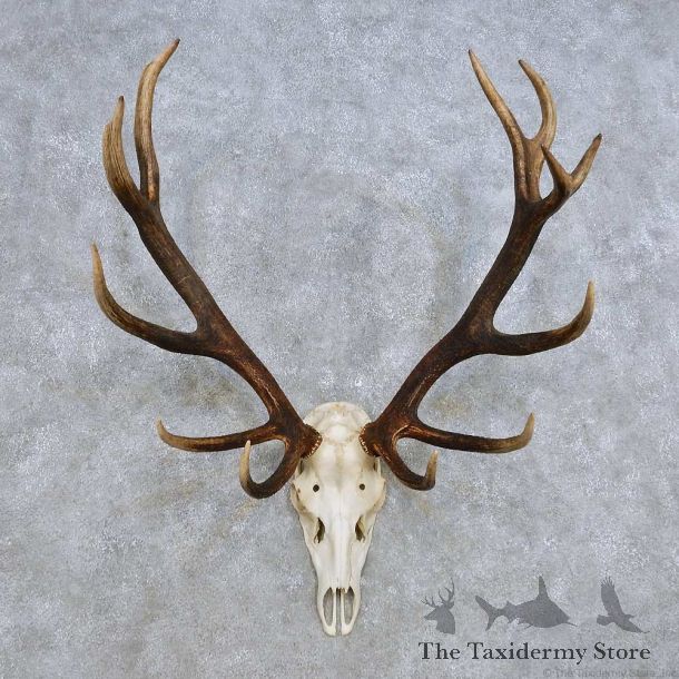 European Red Deer Skull Antler Mount For Sale #14426 @ The Taxidermy Store