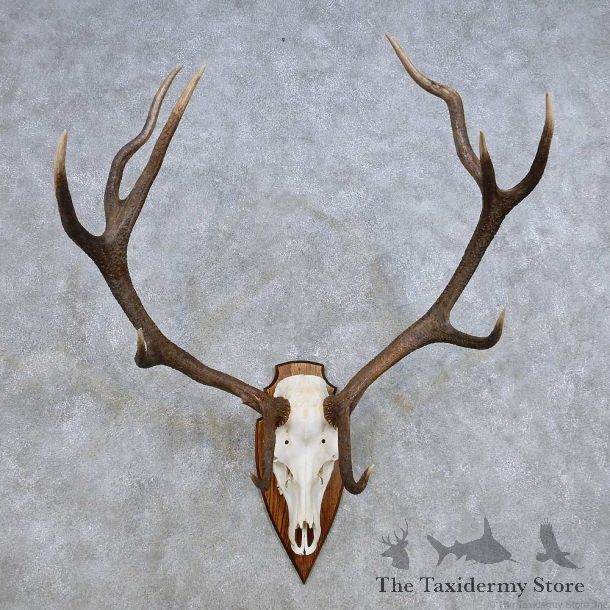 European Red Deer Skull Antler Mount For Sale #14427 @ The Taxidermy Store