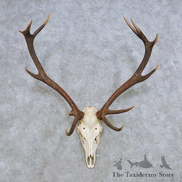 European Red Deer Skull Antler Mount For Sale #14428 @ The Taxidermy Store
