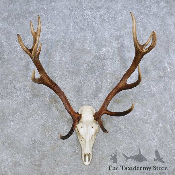 European Red Deer Skull Antler Mount For Sale #14429 @ The Taxidermy Store