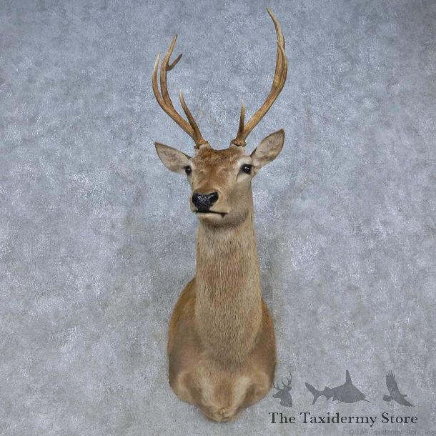 Red Deer Stag Shoulder Mount For Sale #15073 @ The Taxidermy Store