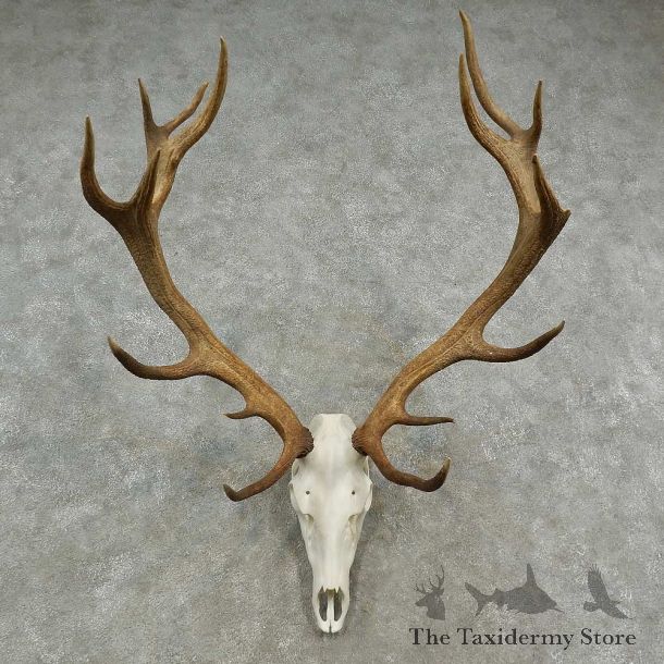 Rocky Mountain Elk Skull European Mount For Sale #16951 @ The Taxidermy Store