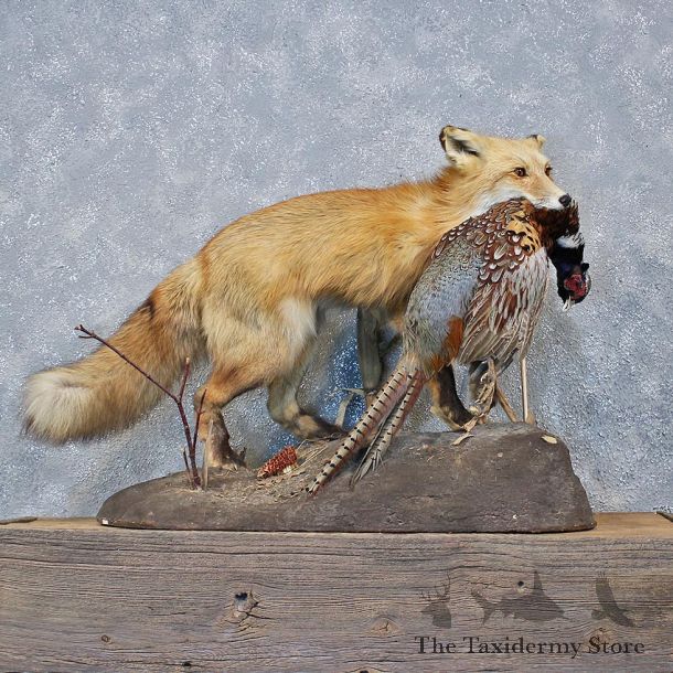 Red Fox Standing Mount w/ Pheasant #11969 For Sale @ The Taxidermy Store
