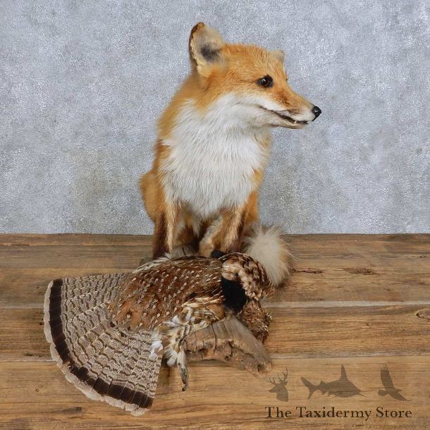 Red Fox w/ Ruffed Grouse Mount For Sale #14712 @ The Taxidermy Store