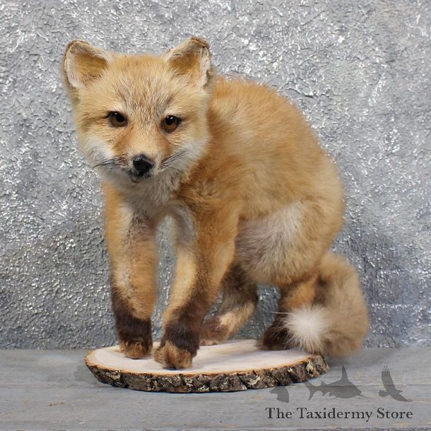 Standing Red Fox Kit Mount #11771 For Sale @ The Taxidermy Store