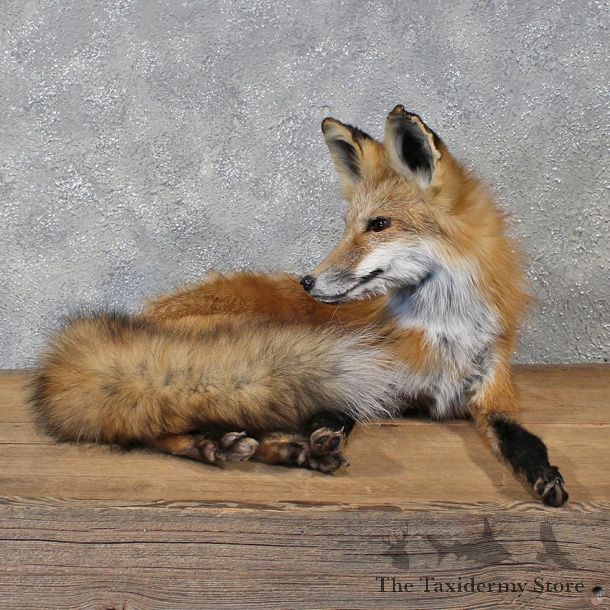 Red Fox Laying Mount #12127 For Sale @ The Taxidermy Store