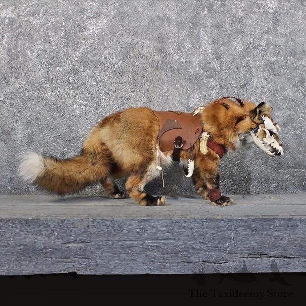 Legendermy Red Fox Standing Mount #11808 For Sale @ The Taxidermy Store
