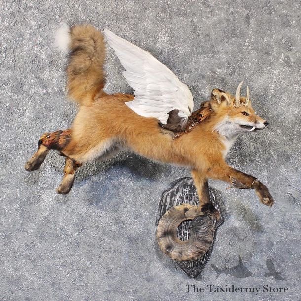 Legendermy Red Fox Flying Mount #11820 For Sale @ The Taxidermy Store