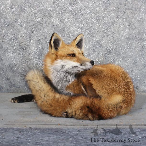 Red Fox Laying Mount #11708 For Sale @ The Taxidermy Store
