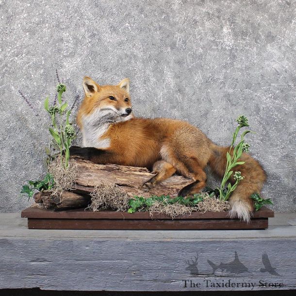 Red Fox Laying Mount #11714 For Sale @ The Taxidermy Store