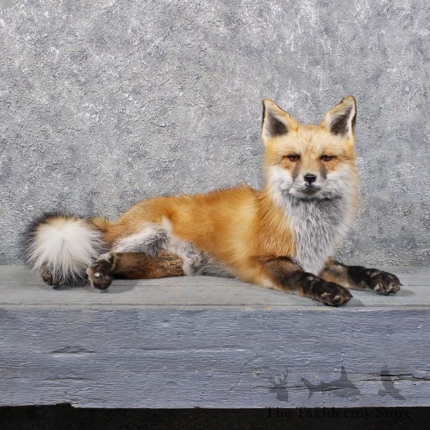 Alaskan Red Fox Sitting Taxidermy Mount #11811 For Sale @ The Taxidermy Store