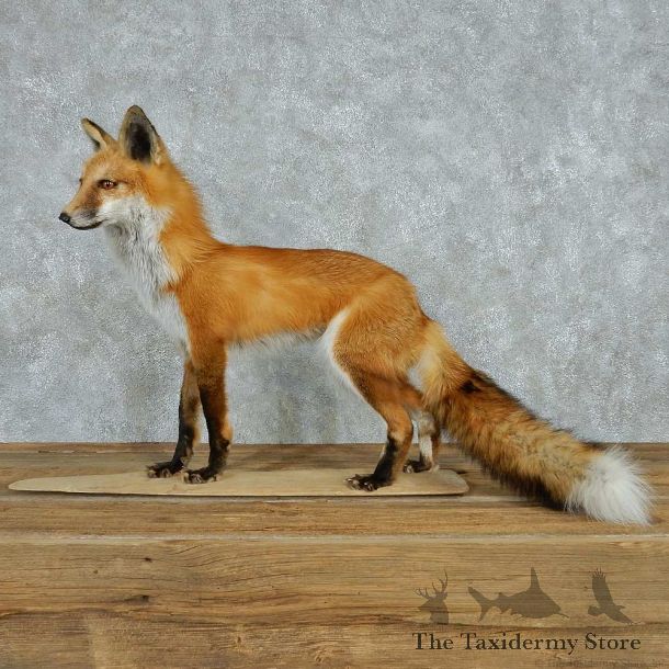 Standing Red Fox Life-Size Mount #13616 For Sale @ The Taxidermy Store