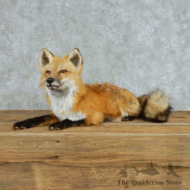 Laying Red Fox Life Size Mount #13696 For Sale @ The Taxidermy Store