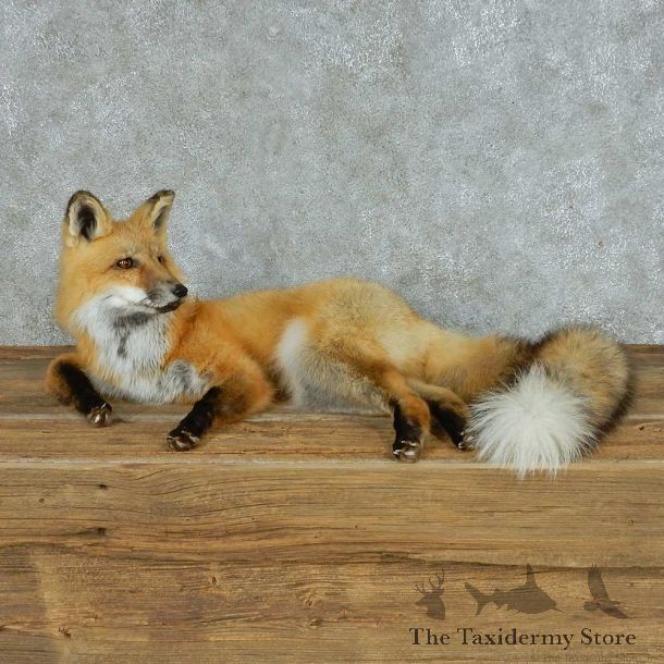 Laying Red Fox Life Size Mount #13697 For Sale @ The Taxidermy Store
