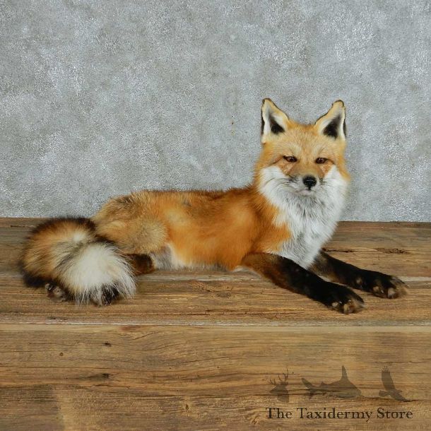 Red Fox Life Size Mount For Sale #13701 @ The Taxidermy Store
