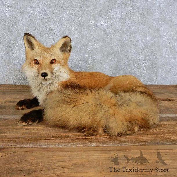Red Fox Life-Size Mount For Sale #14407 @ The Taxidermy Store