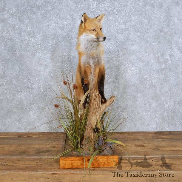 Red Fox Life Size Mount For Sale #14432 @ The Taxidermy Store