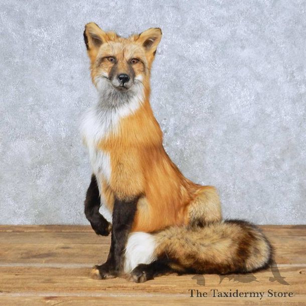 Red Fox Life-Size Mount For Sale #14700 @ The Taxidermy Store