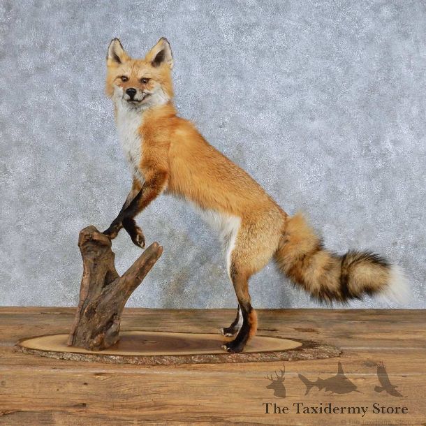 Red Fox Life-Size Mount For Sale #14702 @ The Taxidermy Store